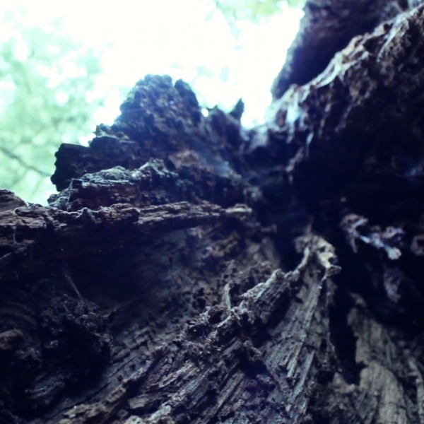 CURRENTS: New Video Art